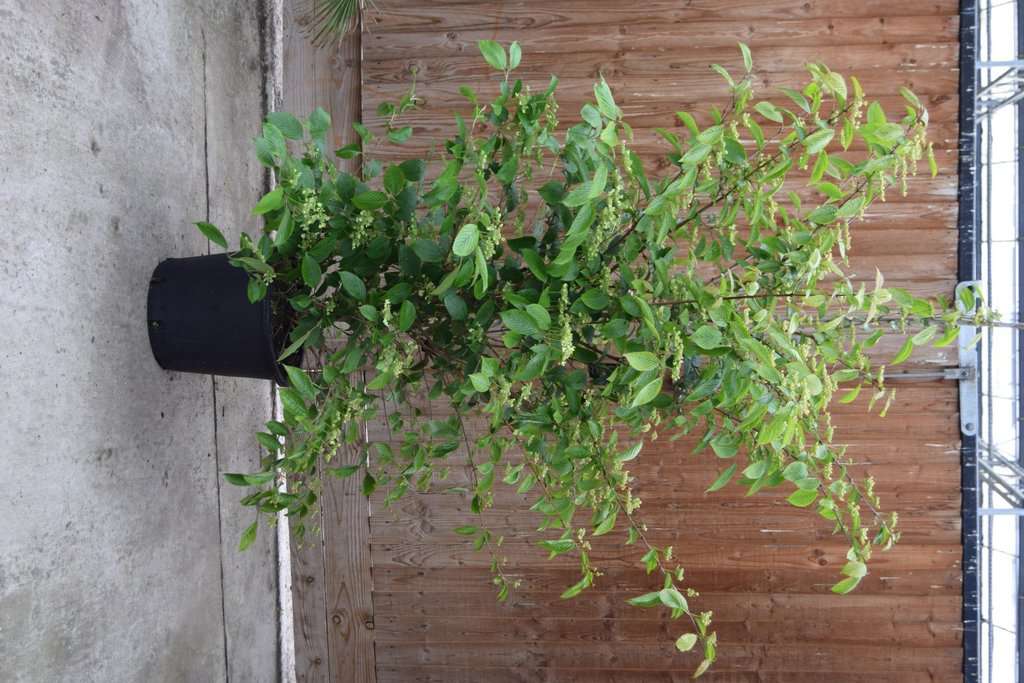 Viburnum plicatum f. tomentosum 'Kilimanjaro' ® 200-250 cm